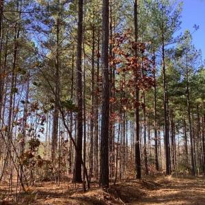 Photo #5 of Lewis Ford Road, Brookneal, VA 45.1 acres