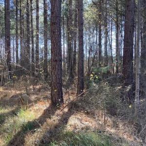 Photo #20 of Lewis Ford Road, Brookneal, VA 45.1 acres