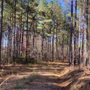 Photo #6 of Lewis Ford Road, Brookneal, VA 45.1 acres