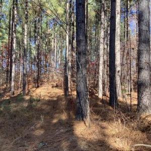 Photo #8 of Lewis Ford Road, Brookneal, VA 45.1 acres
