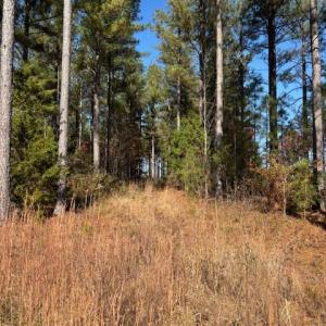 Photo #24 of Lewis Ford Road, Brookneal, VA 45.1 acres