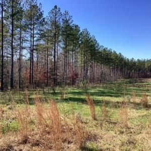 Photo #16 of Lewis Ford Road, Brookneal, VA 45.1 acres