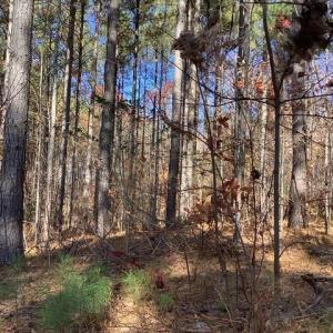 Photo #7 of Lewis Ford Road, Brookneal, VA 45.1 acres