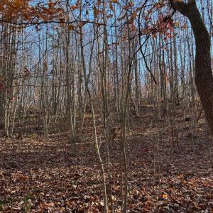 Photo #3 of Oakville Road, Gladstone, VA 1.6 acres