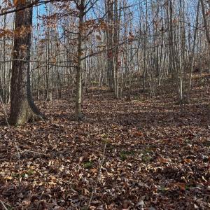 Photo #4 of Oakville Road, Gladstone, VA 1.6 acres