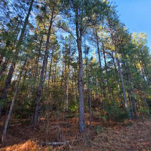 Photo #1 of Mountain Creek Road, Meherrin, VA 25.0 acres