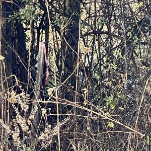 Photo #14 of 753 Burks Hill, Bedford, VA 7.4 acres