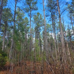 Photo #5 of 5150 Norwood Road, Gladstone, VA 206.7 acres