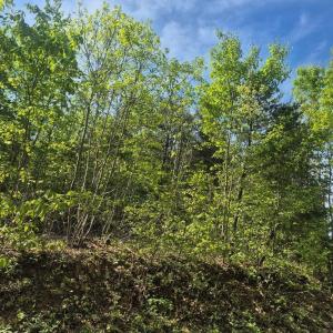 Photo #4 of Mountain Creek Rd, Green Bay, VA 2.9 acres