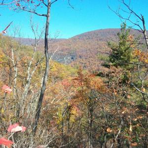 Photo #3 of Old Stoney Creek, Nellysford, VA 66.8 acres