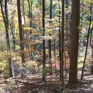 Photo #15 of Old Stoney Creek, Nellysford, VA 66.8 acres
