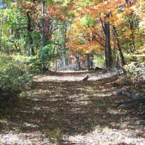 Photo #14 of Old Stoney Creek, Nellysford, VA 66.8 acres