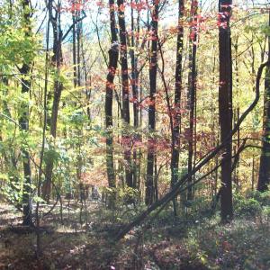 Photo #18 of Old Stoney Creek, Nellysford, VA 66.8 acres