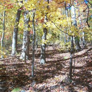 Photo #16 of Old Stoney Creek, Nellysford, VA 66.8 acres