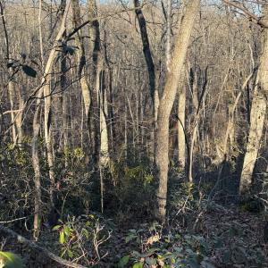 Photo #3 of wesley Drive, Madison Heights, VA 16.2 acres