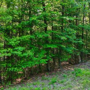 Photo #27 of Love Lady Creek, Monroe, VA 17.0 acres