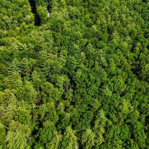 Photo #23 of Love Lady Creek, Monroe, VA 17.0 acres