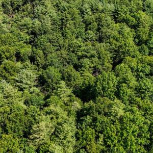 Photo #10 of Love Lady Creek, Monroe, VA 17.0 acres