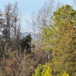 Photo #2 of Watt Abbitt Road, Appomattox, VA 42.7 acres