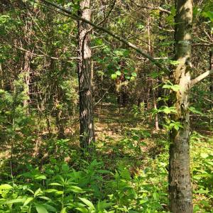 Photo #7 of Earley Farm Rd, Madison Heights, VA 58.4 acres