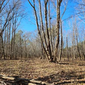 Photo #11 of Rose Lane, Nathalie, VA 94.0 acres