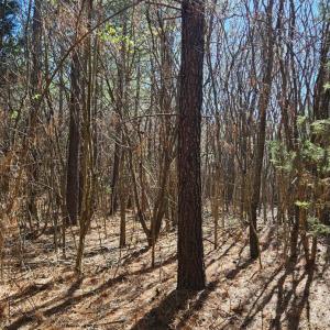 Photo #6 of TN Snow Road, Nathalie, VA 44.1 acres