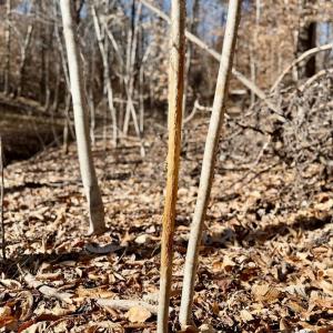 Photo #34 of Salem Road, Schuyler, VA 4.8 acres