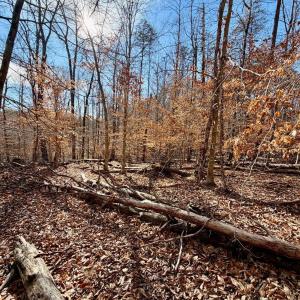 Photo #38 of Salem Road, Schuyler, VA 4.8 acres