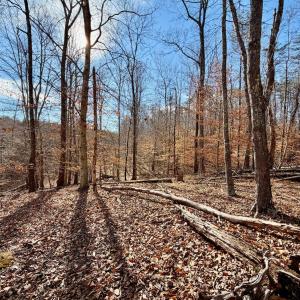 Photo #7 of Salem Road, Schuyler, VA 4.8 acres