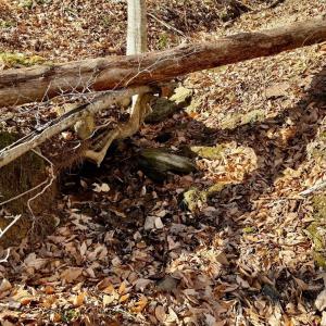 Photo #35 of Salem Road, Schuyler, VA 4.8 acres