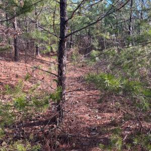 Photo #1 of Mohawk, Long Island, VA 20.0 acres