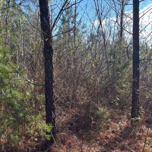 Photo #10 of Mohawk, Long Island, VA 20.0 acres