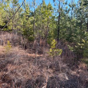 Photo #6 of Mohawk, Long Island, VA 20.0 acres