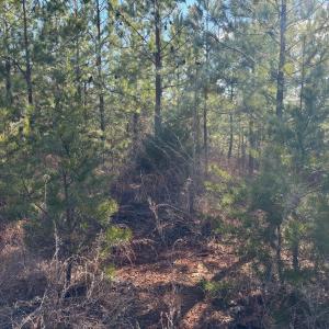 Photo #5 of Mohawk, Long Island, VA 20.0 acres