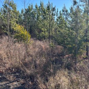 Photo #4 of Mohawk, Long Island, VA 20.0 acres