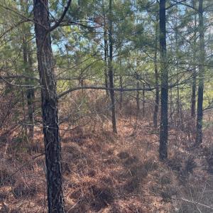 Photo #7 of Mohawk, Long Island, VA 20.0 acres