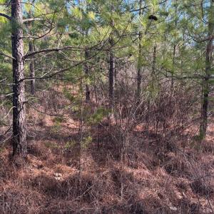 Photo #8 of Mohawk, Long Island, VA 20.0 acres