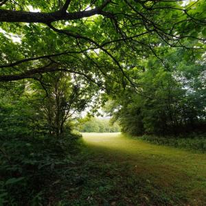 Photo #31 of 41 News Road, Eagle Rock, VA 20.3 acres