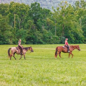 Photo #7 of 41 News Road, Eagle Rock, VA 20.3 acres