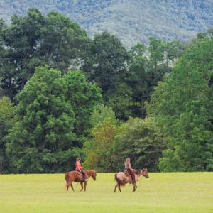 Photo #10 of 41 News Road, Eagle Rock, VA 20.3 acres