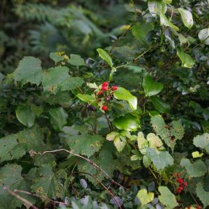 Photo #38 of 41 News Road, Eagle Rock, VA 20.3 acres