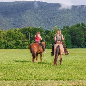 Photo #6 of 41 News Road, Eagle Rock, VA 20.3 acres