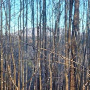 Photo #20 of Jackrabbit Lane, Coleman Falls, VA 35.6 acres