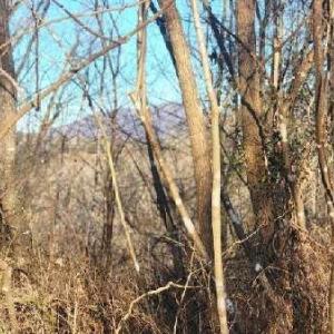 Photo #21 of Jackrabbit Lane, Coleman Falls, VA 35.6 acres