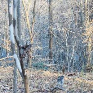 Photo #22 of Jackrabbit Lane, Coleman Falls, VA 35.6 acres