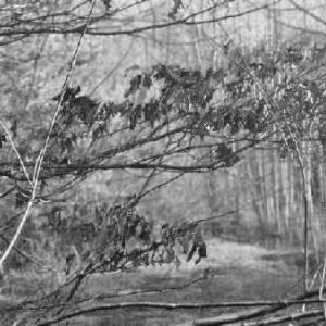 Photo #24 of Jackrabbit Lane, Coleman Falls, VA 35.6 acres