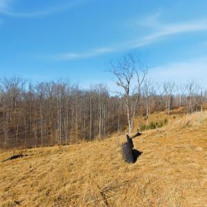 Photo #12 of 127 Courtney Springs Drive, Lynchburg, VA 0.2 acres