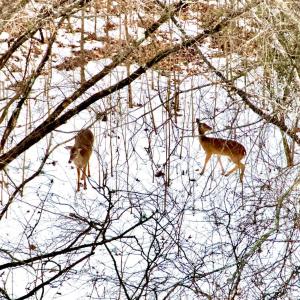 Photo #12 of Depot Lane, Nathalie, VA 226.0 acres