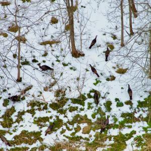 Photo #11 of Depot Lane, Nathalie, VA 226.0 acres