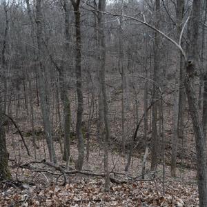 Photo #28 of Hickory Falls Road, Blue Ridge, VA 17.3 acres